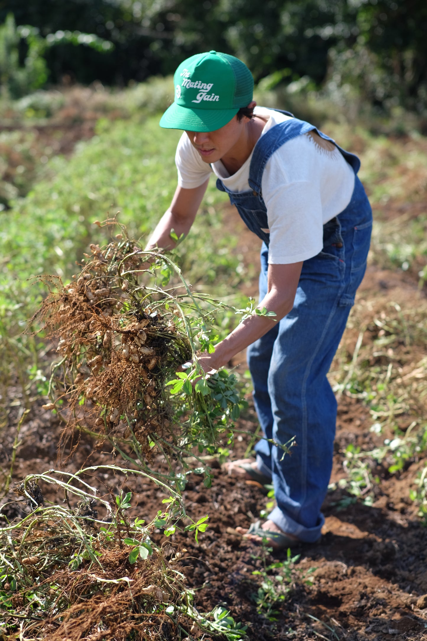 Classic Peanut Butter 8.5oz